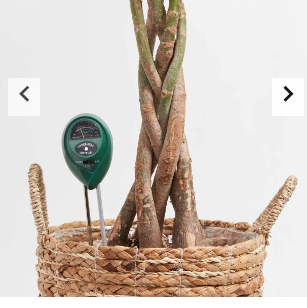 🛑SOLD🛑 - Picture 2 of 3